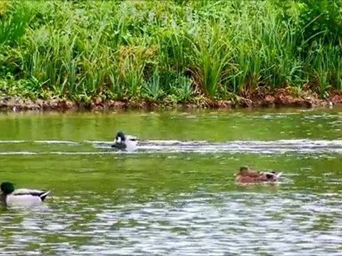 Canards colverts du lac de la Rougeraie
