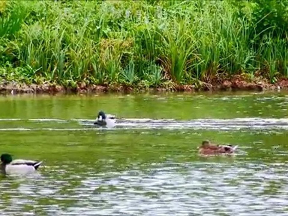 Canards colverts du lac de la Rougeraie