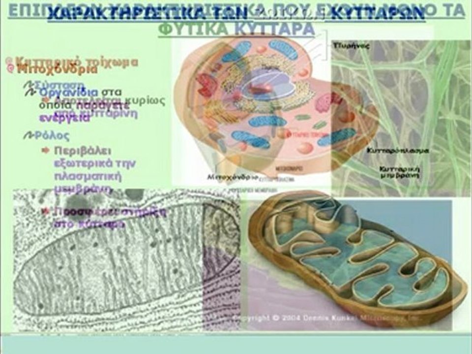 ΚΥΤΤΑΡΟ - Η ΜΟΝΑΔΑ ΤΗΣ ΖΩΗΣ
