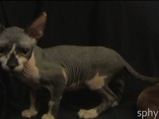 Нашла свой дом: кошка канадского сфинкса = H-1 = от Sphynx-Energy