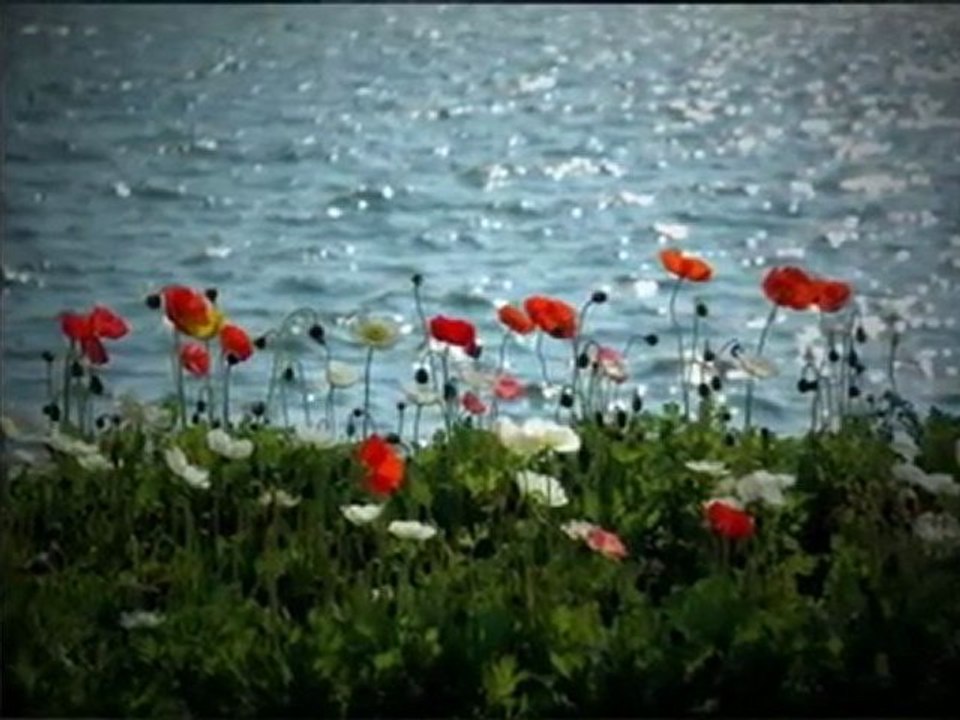 Fairfax Chiropractor  Dr. Shirine Hegazi