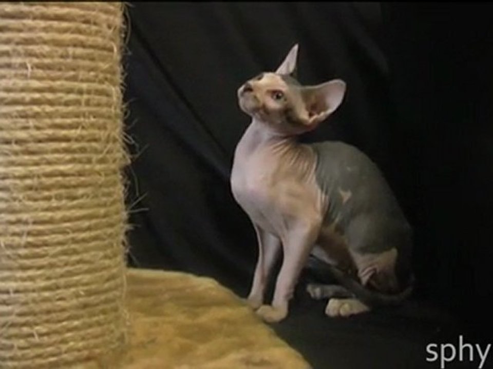 Нашла свой дом: кошка канадского сфинкса = H-3 = от Sphynx-Energy