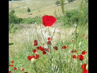 BAĞLAMANIN ÖLÜMÜ-Ş.ODABAŞI