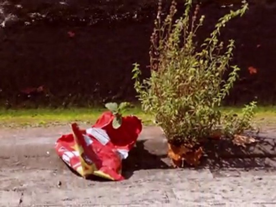 Paris, les quais de Seine