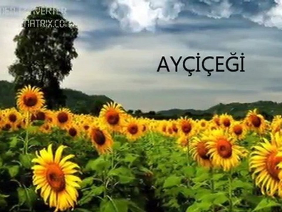 guven