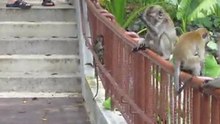 Monkey snorkeling