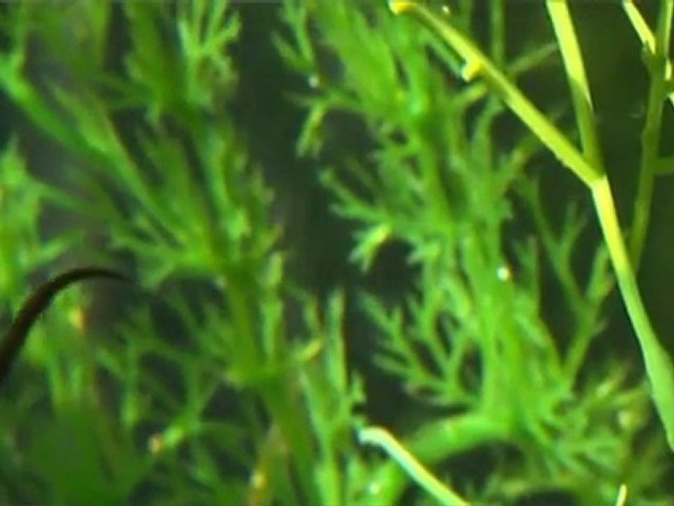 Williamhill Seahorses1