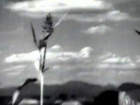 Sarada Nanu Cheraga (Sarada)