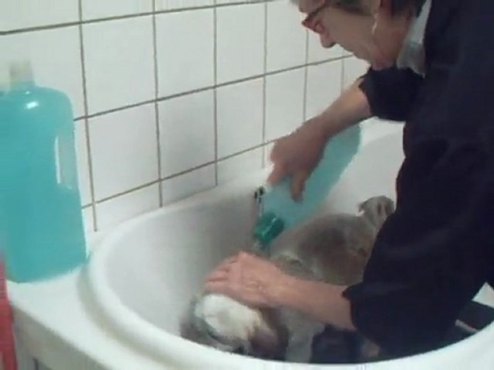 SALON TOILETTAGE REGARD CANIN LOUNA