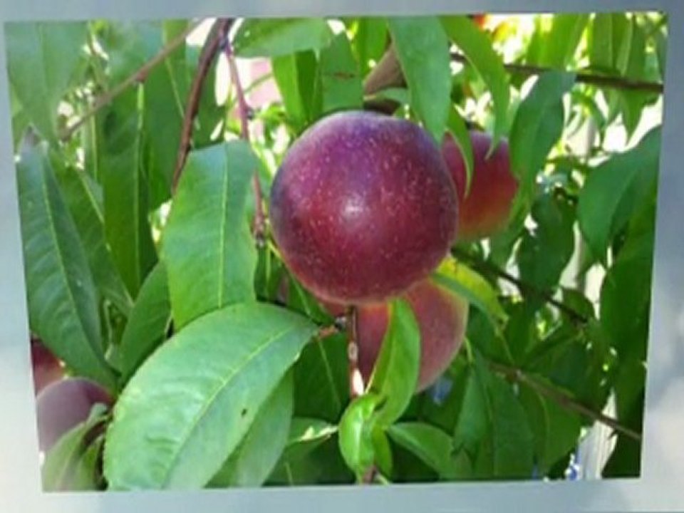 Planting and Growing Fruit Trees