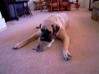 Un English Mastiff s'amuse avec un petit Chihuahua