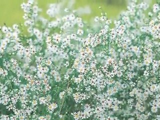 FELHŐK  FELETT  MINDIG  KÉK  AZ  ÉG