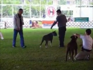 Ch. Pe. Lucifer Von Tong Box - Ch. Pe. Quan Kung Von Tong Box