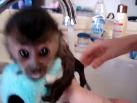 Un petit bébé singe qui prend sa toilette