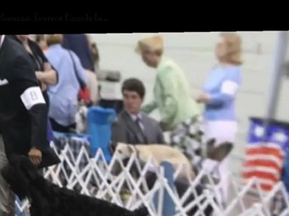 Searching For Well Trained Black Russian Terrier Puppies?