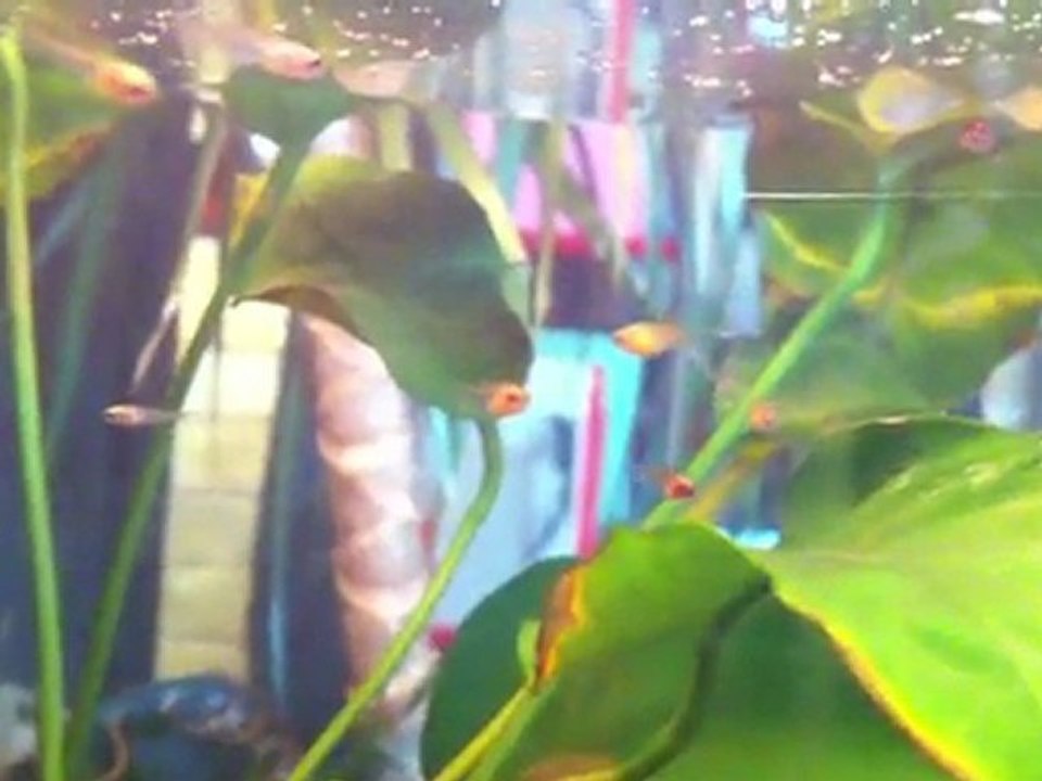 alevins de betta 6 semaines