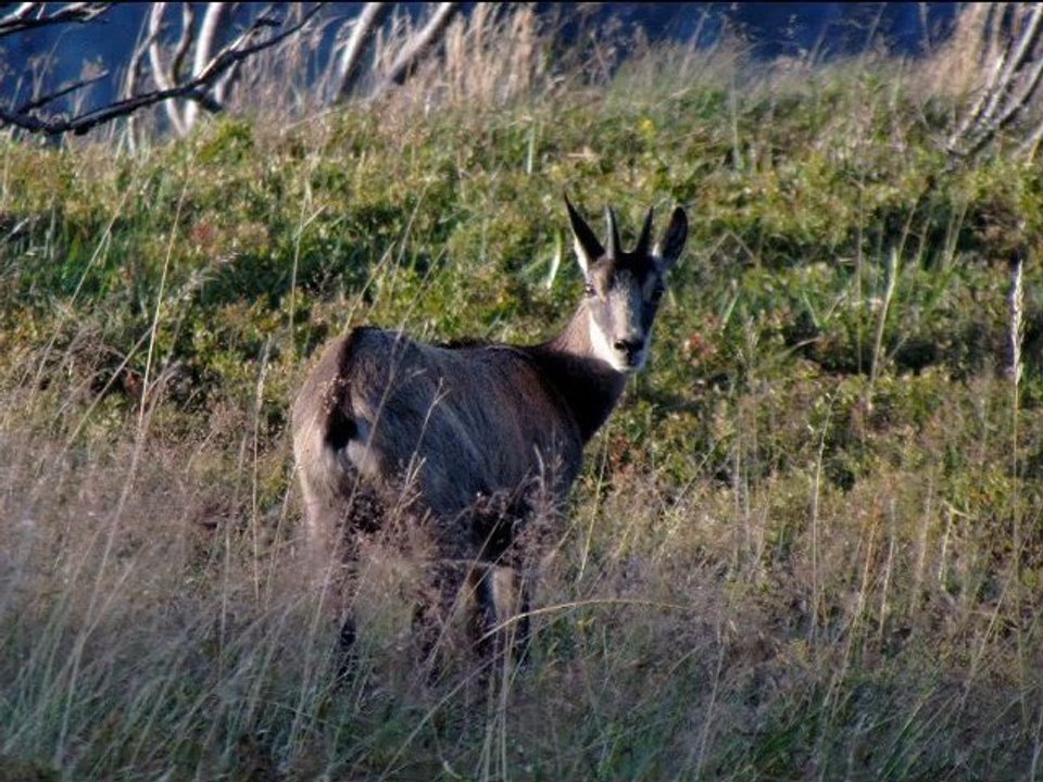 Sur la piste des chamois