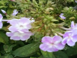 North York Real Estate - SAM'S  TEAM- Great Value