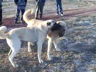 Murat Yükselerin Bozili ile Karabaş