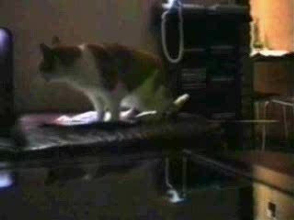 Chat qui parle anglais !