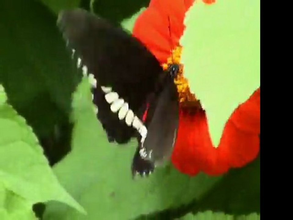 Butterfly1.wmv