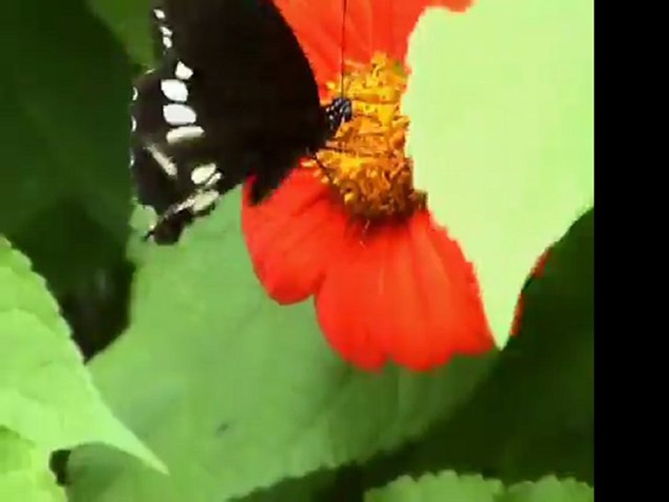 Butterfly1.wmv