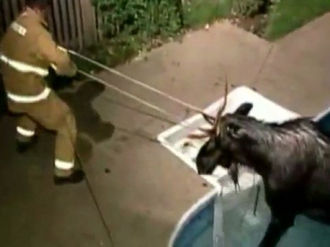 Un élan dans une piscine sauvé par les pompiers