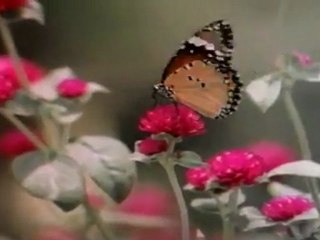 Nenjachi Nenjachi (Mull Illatha Roja)