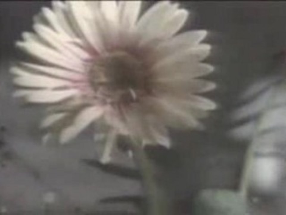 Laura Branigan - Self Control