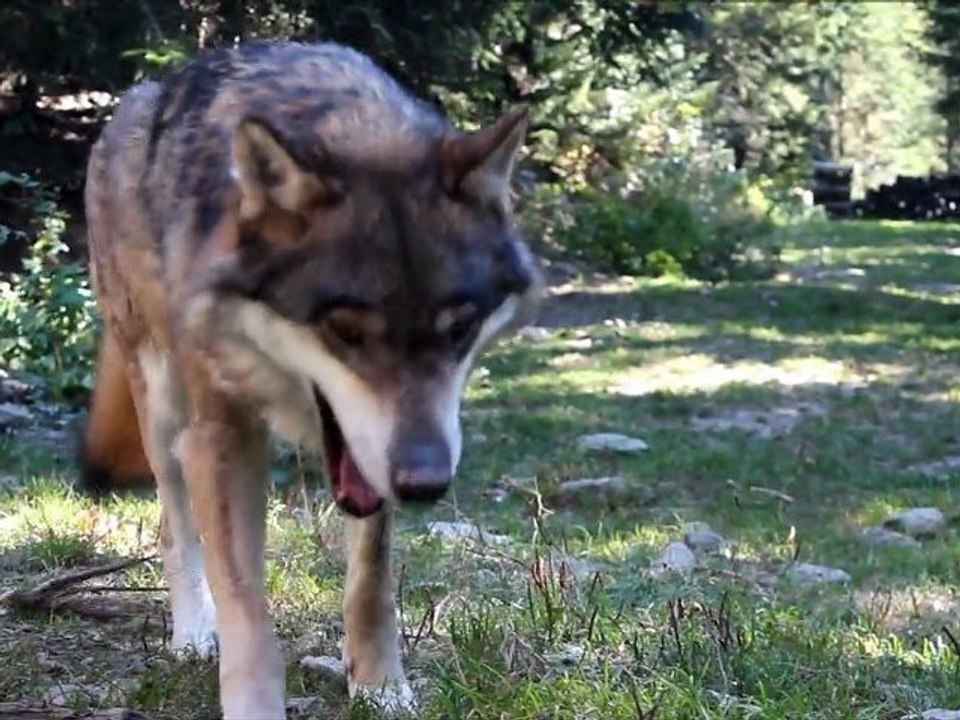 une journée avec les loups
