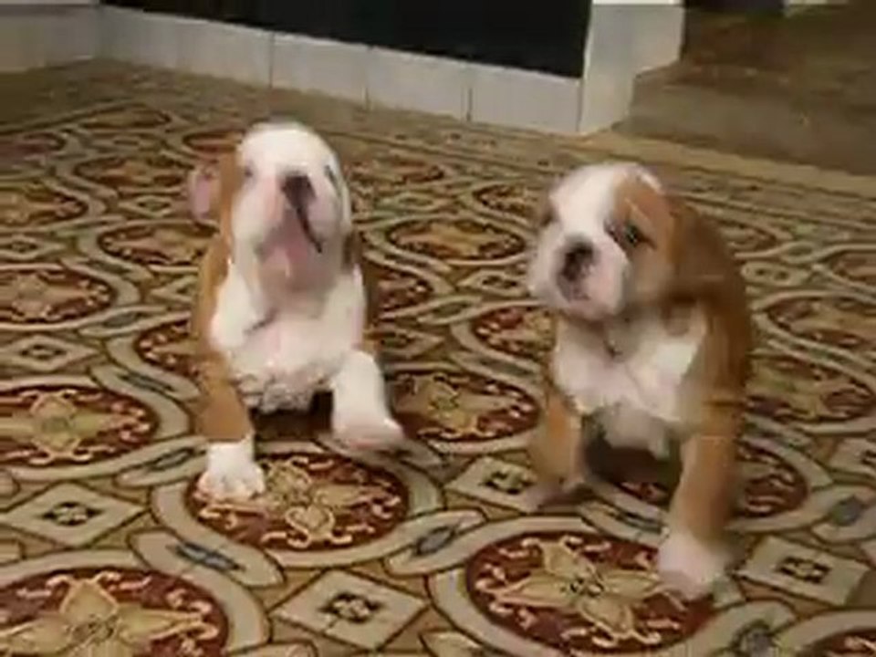 les 2 derniers chiots disponibles de cannelle