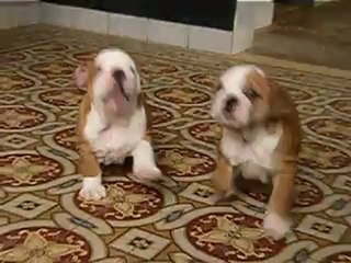 les 2 derniers chiots disponibles de cannelle