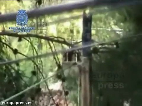 Desmantelan invernadero con 2.500 planta de marihuana