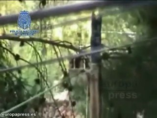 Desmantelan invernadero con 2.500 planta de marihuana