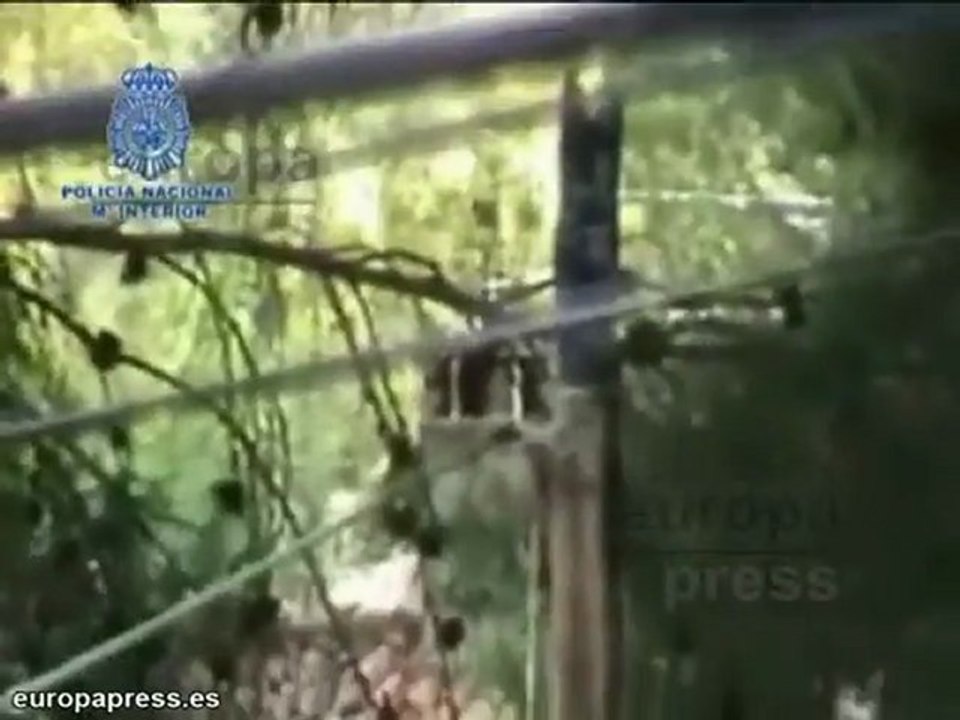 Desmantelan invernadero con 2.500 planta de marihuana