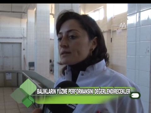 BALIKLARIN YÜZME PERFORMANSINI DEĞERLENDİRECEKLER 13.10.2011