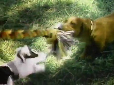 Crazy puppets out of control by Pets.com