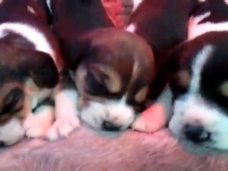 Chiots Céffia x Figo 21.10.11