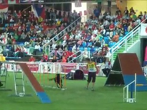 Labrador retriever CDM Agility Liévin 2011