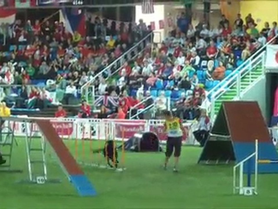 Labrador retriever CDM Agility Liévin 2011