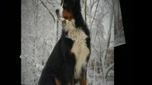 Fundamental Canine Behavior Coaching And Recommendations That You Can Use
