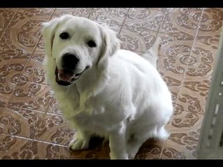 filou