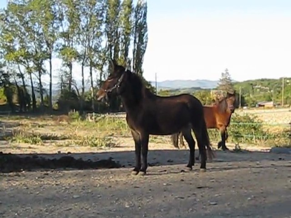 Paddock commun : premiers instants...