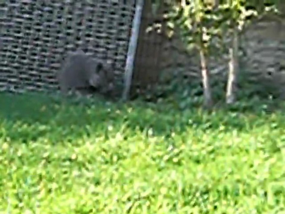 GADGET ET LE CHAT (3)