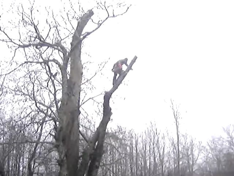 Démontage Marronnier