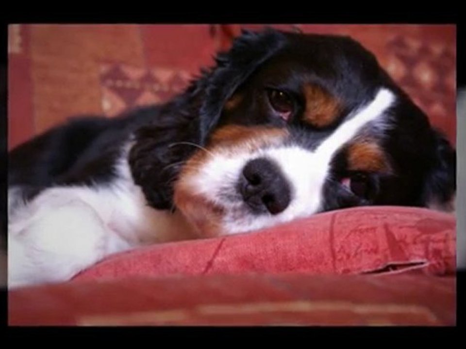 does my dog have cancer