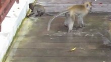 Monkey snorkeling