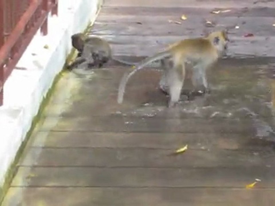 Monkey snorkeling