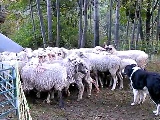 Chargement des brebis et des beliers.