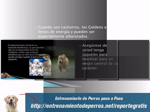 Entrenamiento de Cachorros Golden